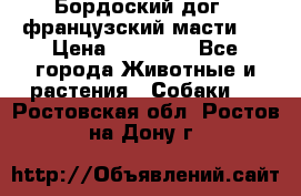 Бордоский дог ( французский масти)  › Цена ­ 50 000 - Все города Животные и растения » Собаки   . Ростовская обл.,Ростов-на-Дону г.